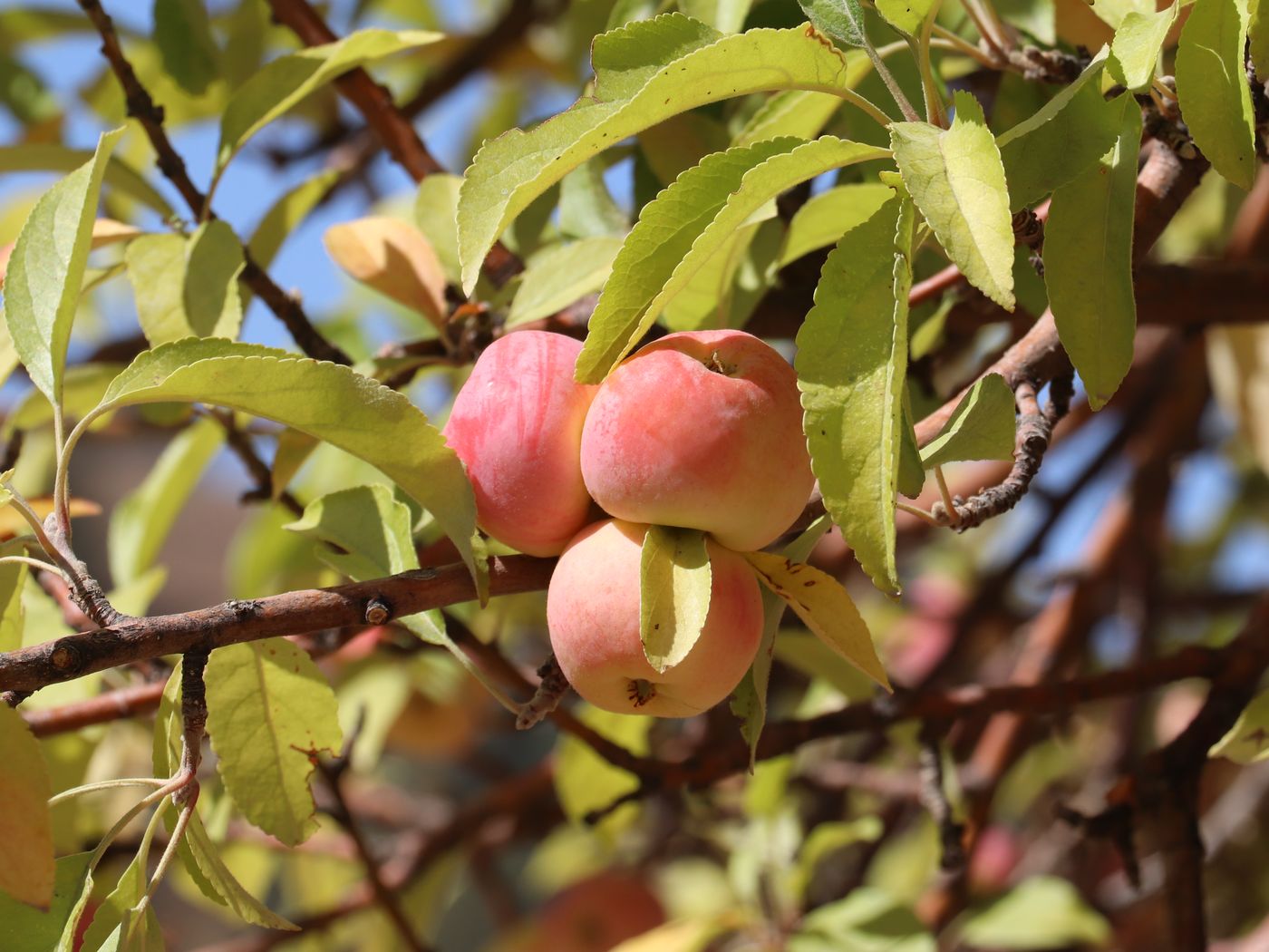 Изображение особи Malus sieversii.