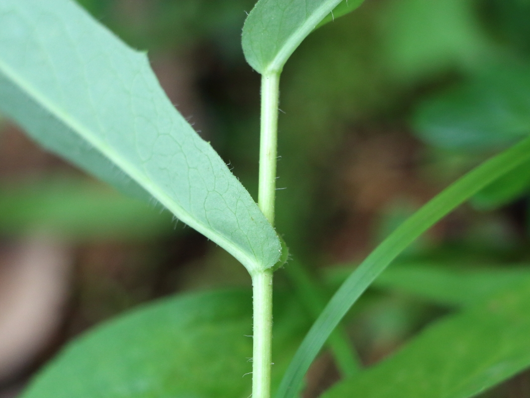 Изображение особи Hieracium tunguskanum.