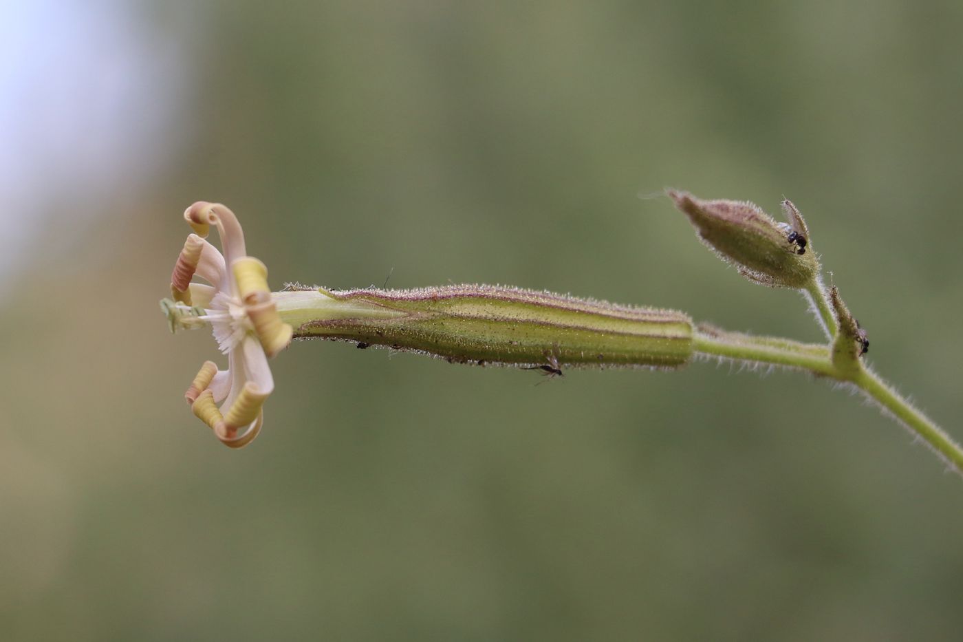 Изображение особи Silene turkestanica.