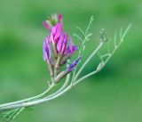 genus Astragalus. Цветущее растение. Азербайджан, Шамкирский р-н, Дзегам, известняковые холмы. 17.04.2010.