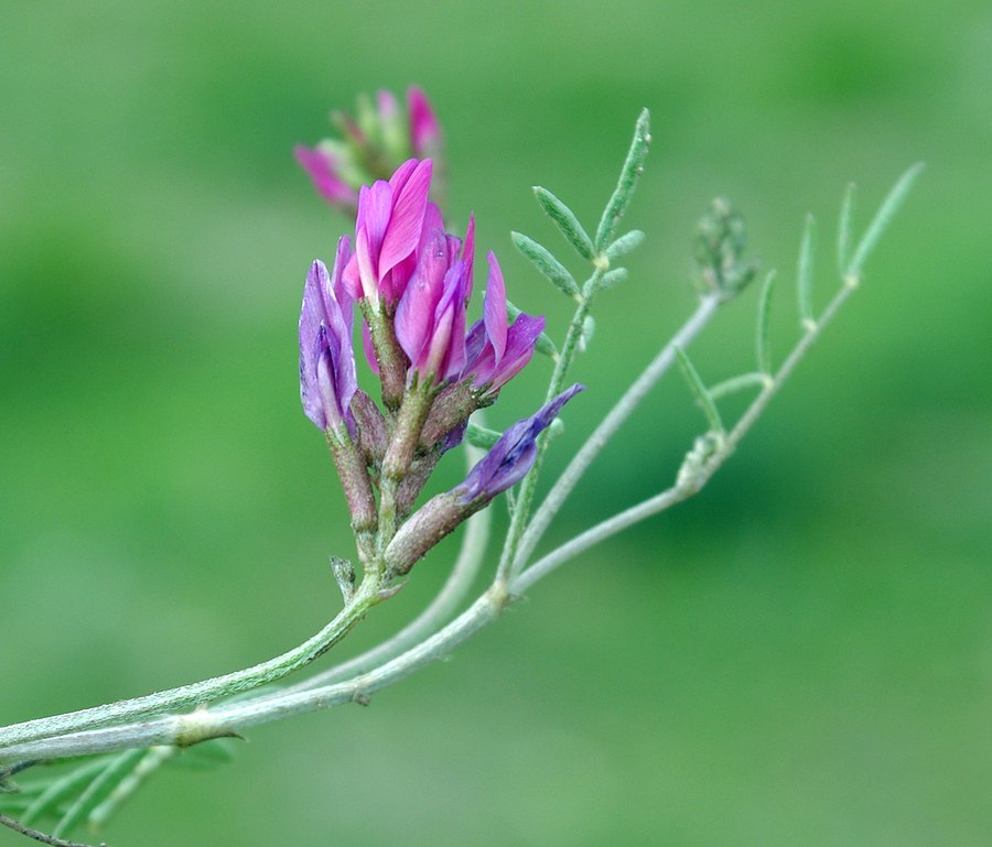 Изображение особи род Astragalus.