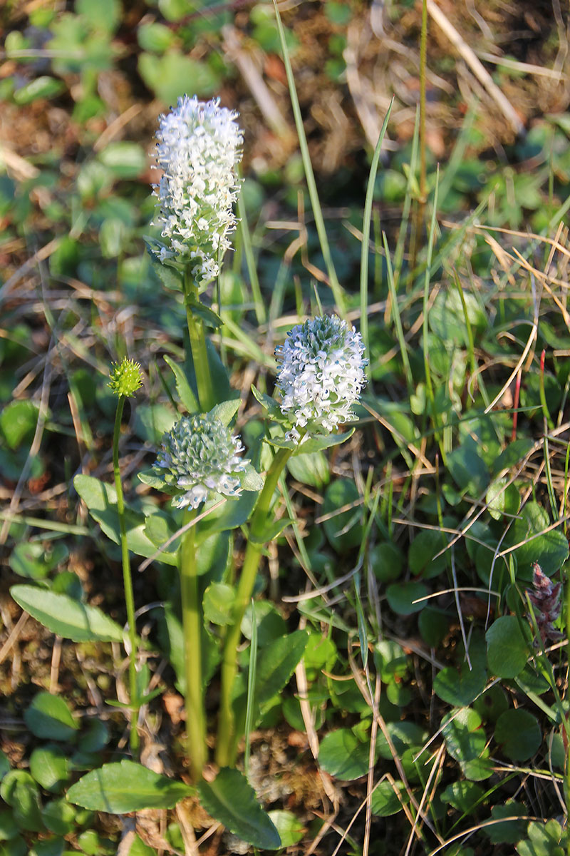 Image of Lagotis minor specimen.