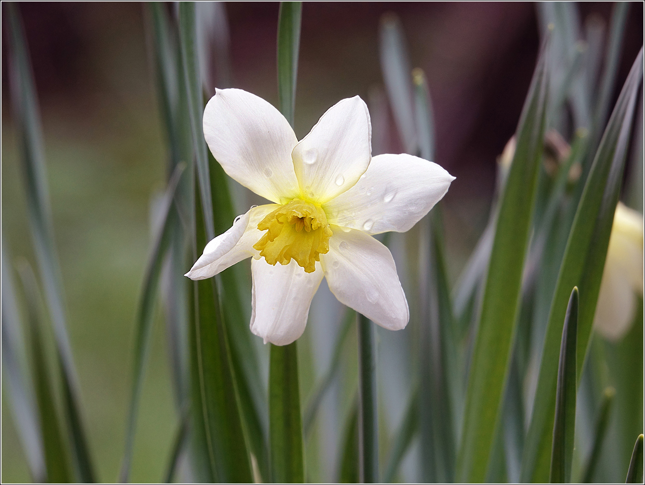 Image of genus Narcissus specimen.