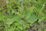 Verbascum phoeniceum