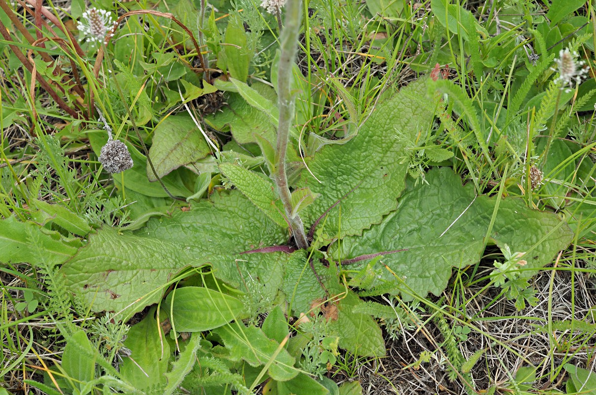 Image of Verbascum phoeniceum specimen.