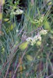 Gomphocarpus fruticosus