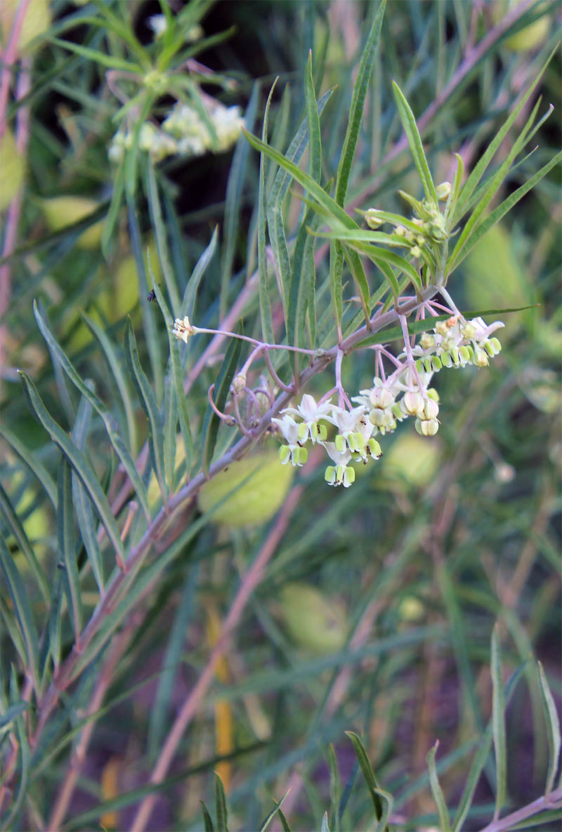 Image of Gomphocarpus fruticosus specimen.