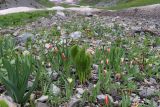 Tulipa kaufmanniana