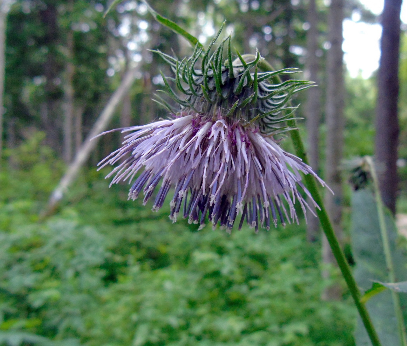 Image of Cirsium kamtschaticum specimen.