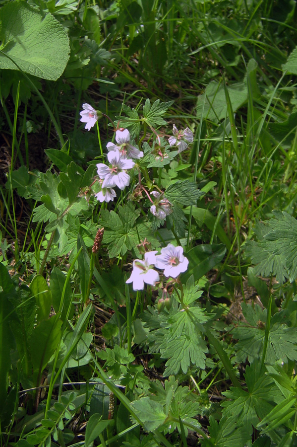 Изображение особи Geranium albiflorum.