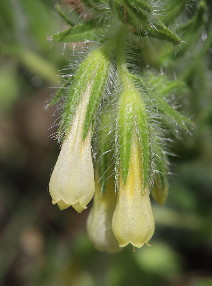 Image of Onosma microcarpa specimen.