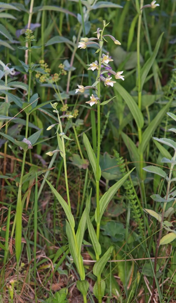 Изображение особи Epipactis palustris.