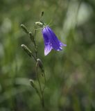 Campanula rotundifolia. Цветок и бутоны. Пермский край, Оханский р-н, Тулумбаихинское сельское поселение, Кунчурихинский бор, разнотравный луг. 30.07.2022.