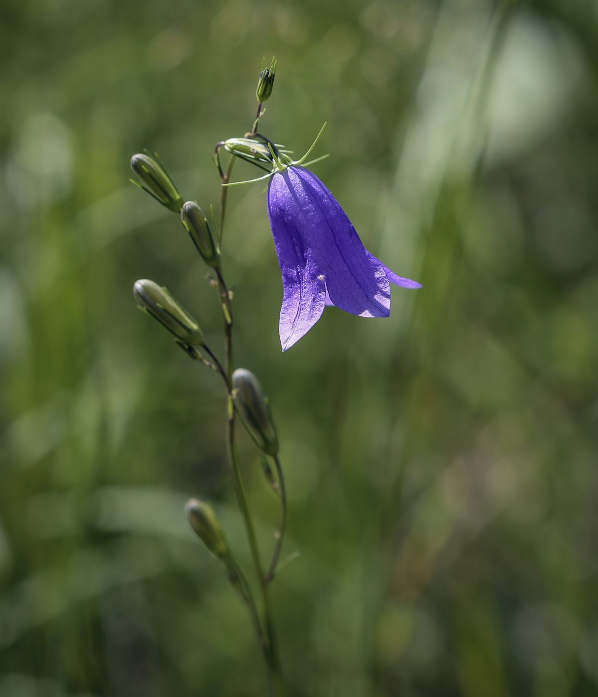 Image of Campanula rotundifolia specimen.