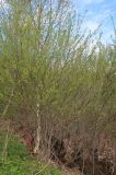 Salix triandra