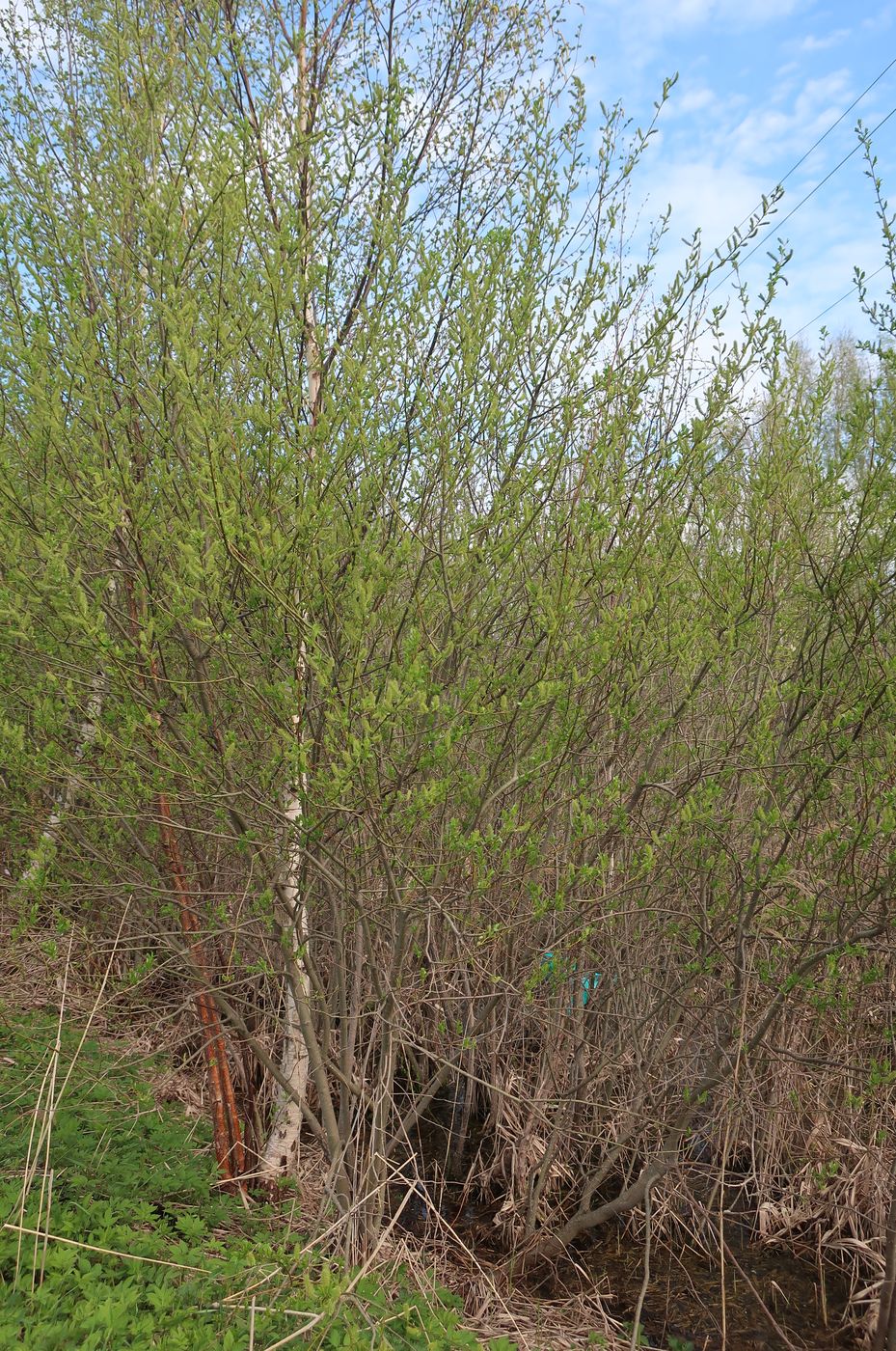 Image of Salix triandra specimen.