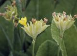 Primula veris