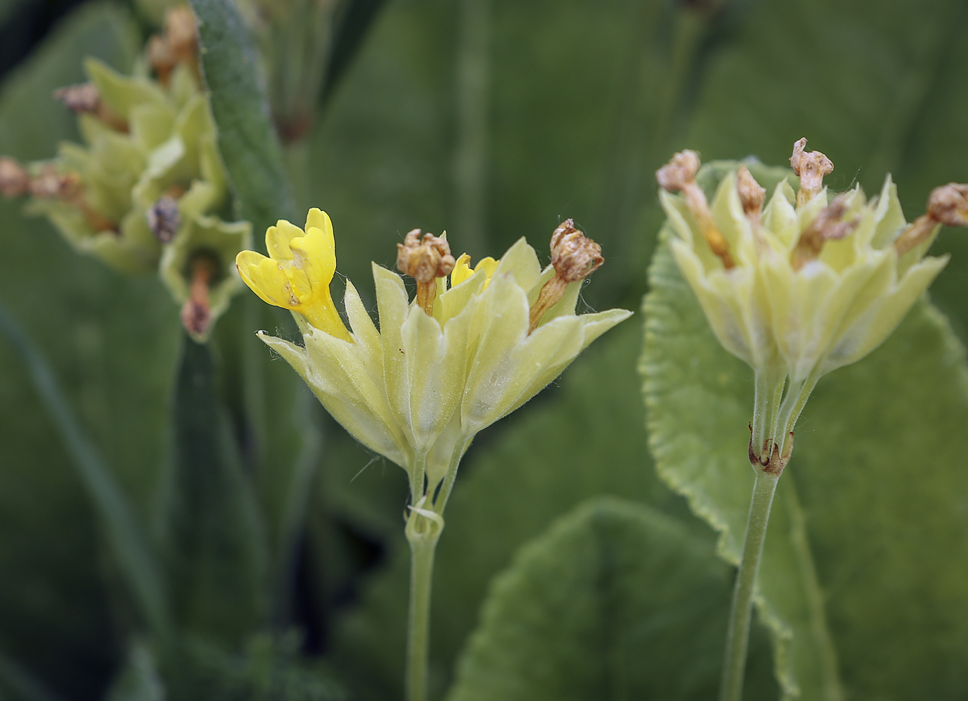 Image of Primula veris specimen.