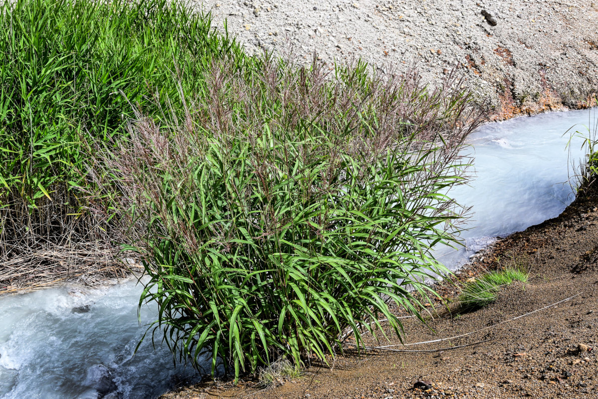 Изображение особи Miscanthus sinensis.