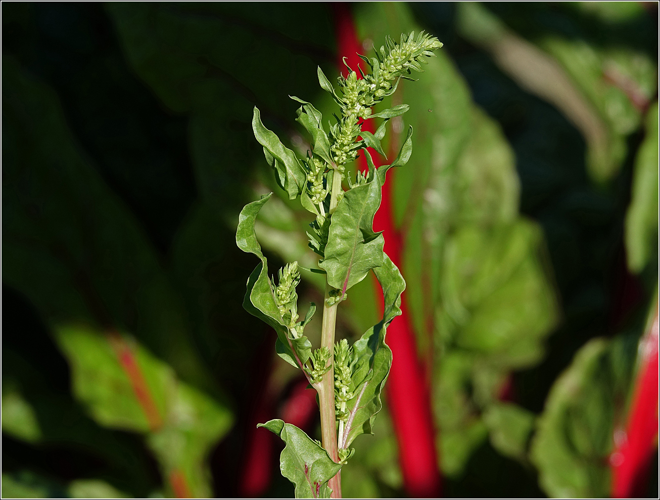 Image of Beta vulgaris ssp. cicla specimen.