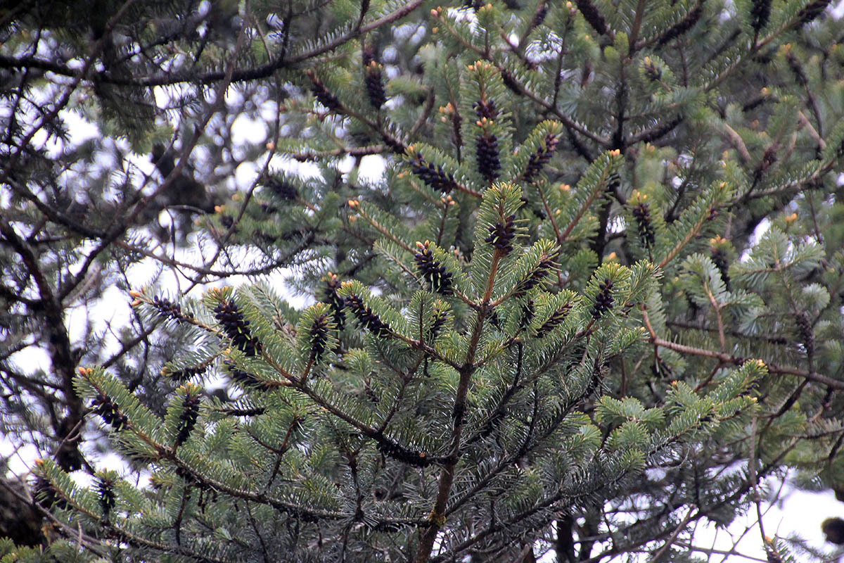 Изображение особи род Picea.