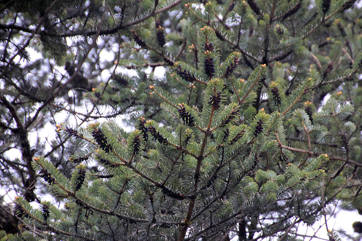 Image of genus Picea specimen.