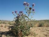 Echinops albicaulis. Цветущее растение. Южный Казахстан, Жамбылская обл., Жамбылский р-н, 4 км к северу от с. Каракемер, Талас-Ассинское междуречье, пески. 26 июня 2022 г.