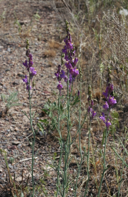 Image of Linaria transiliensis specimen.