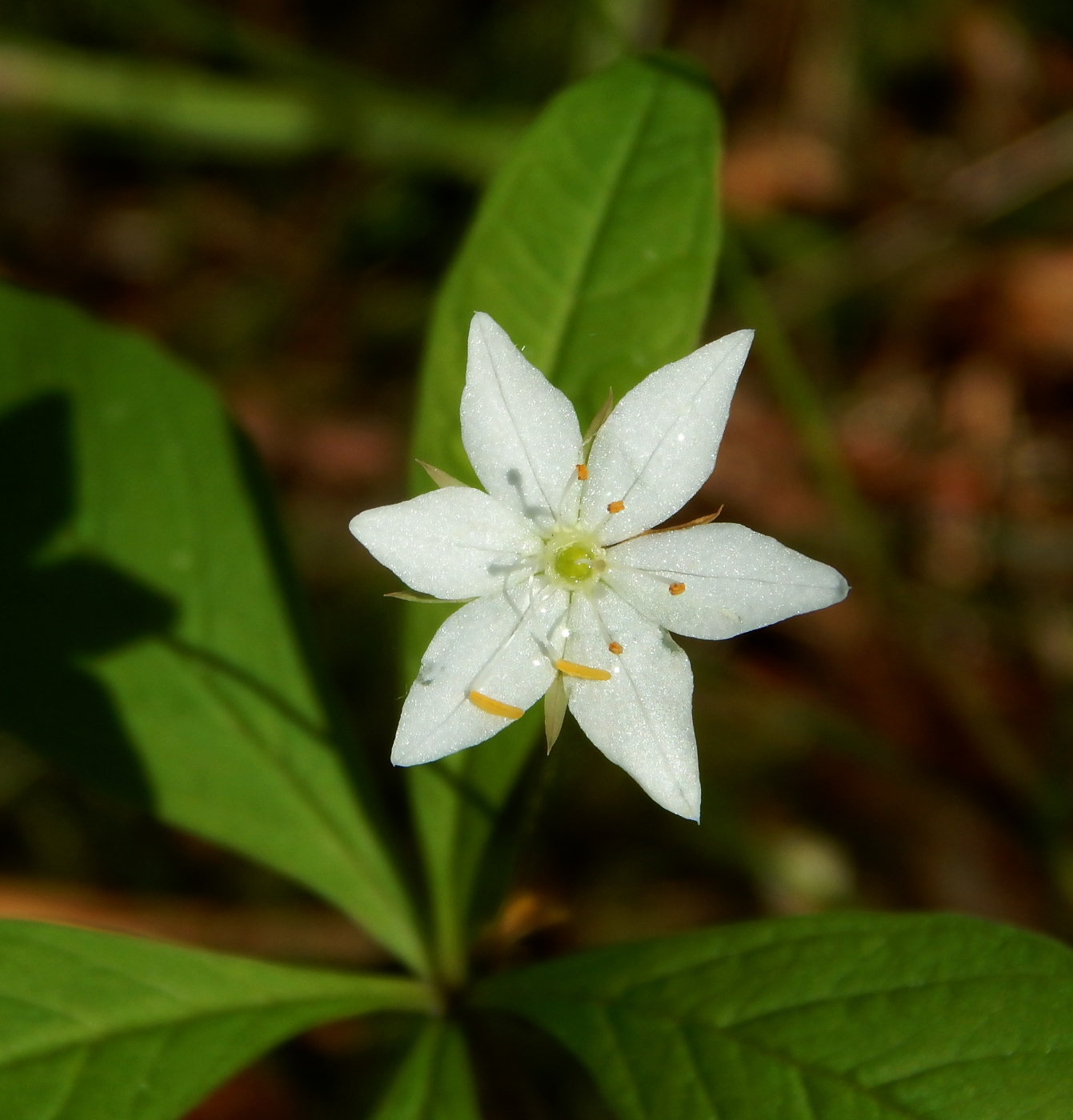 Изображение особи Trientalis europaea.