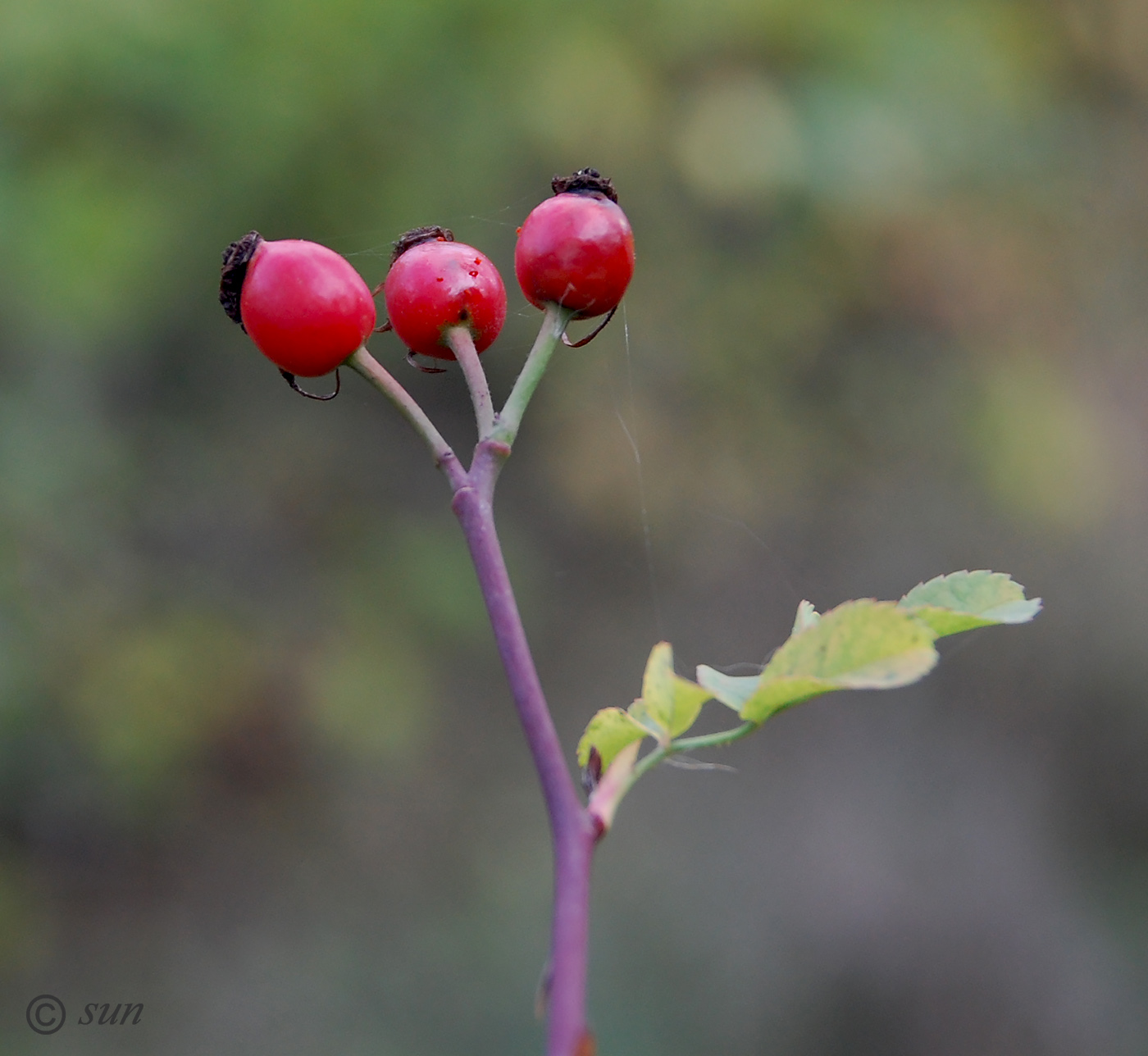 Image of Rosa canina specimen.