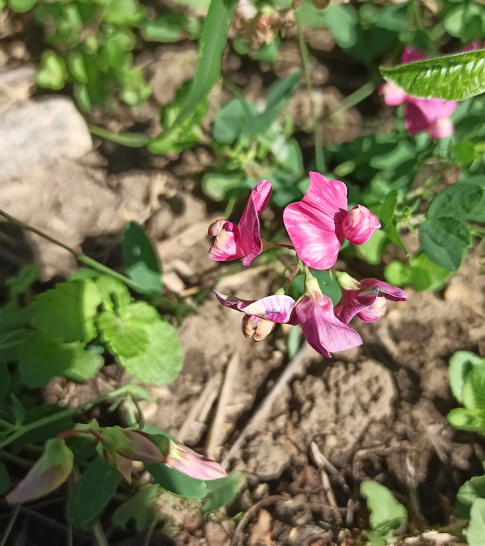 Image of Lathyrus tuberosus specimen.