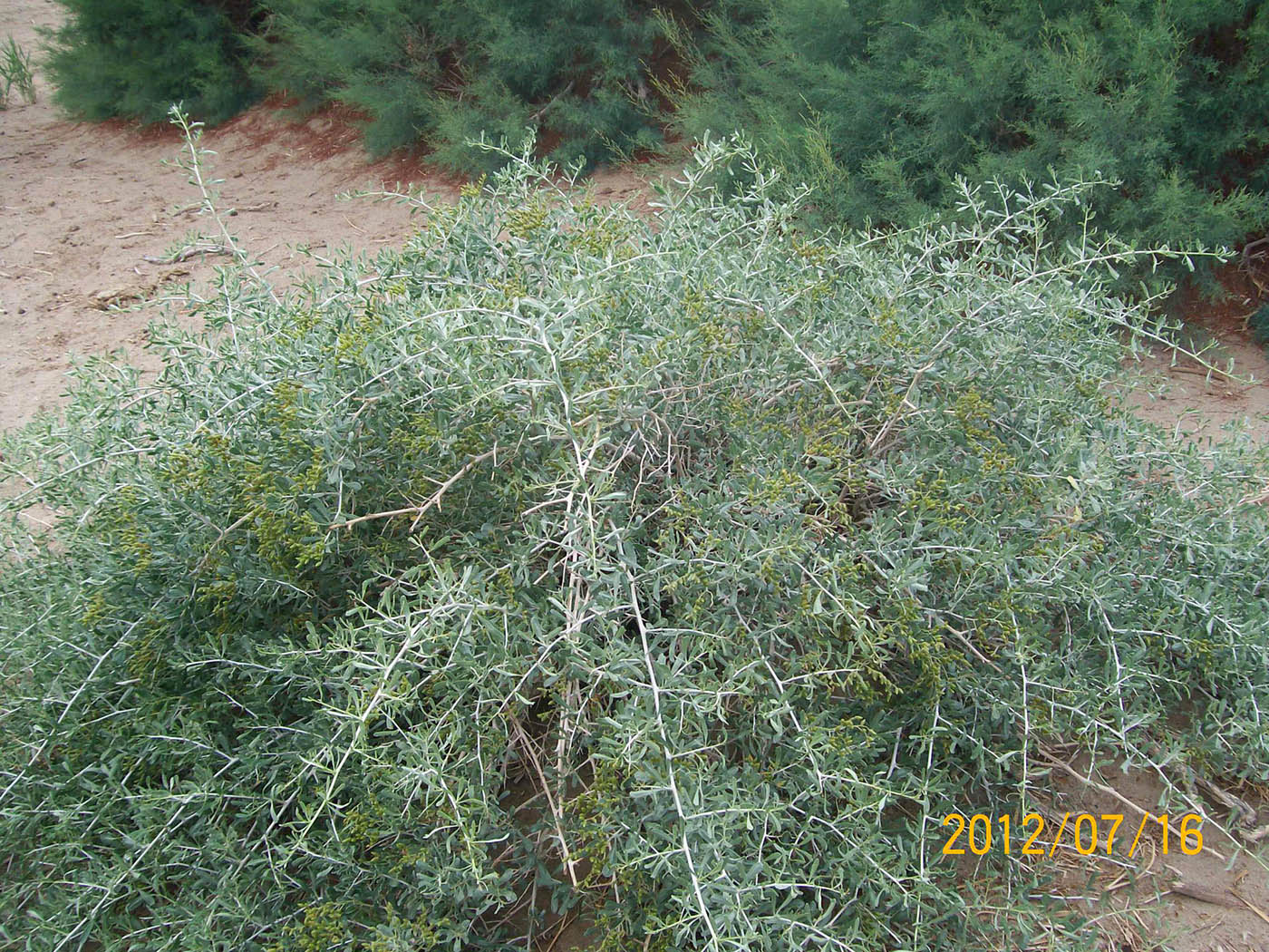 Image of Nitraria sphaerocarpa specimen.