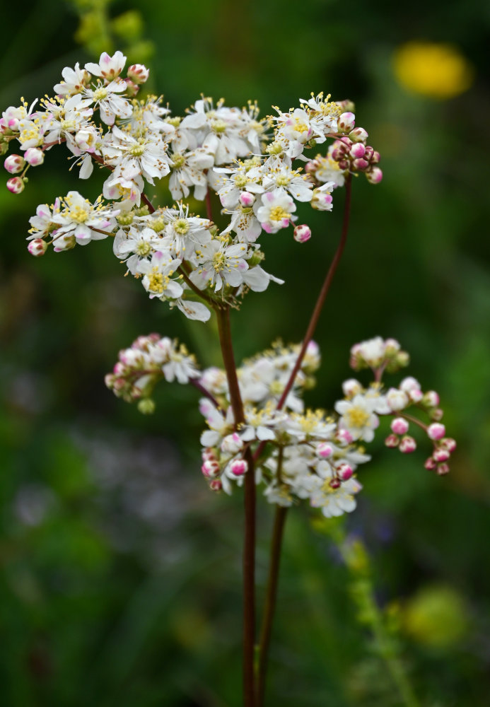 Изображение особи Filipendula vulgaris.