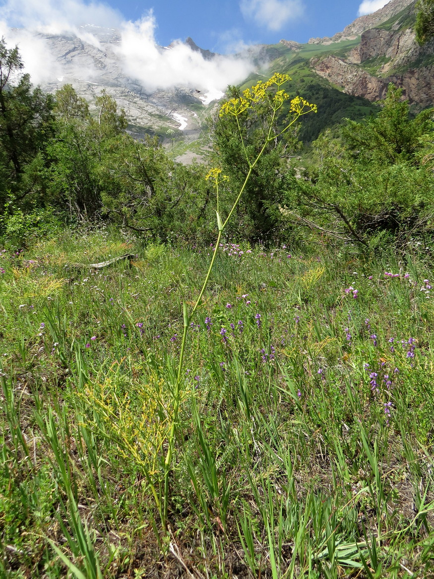 Изображение особи Ferula tschimganica.