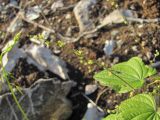 Dioscorea caucasica. Соцветие. Краснодарский край, Сочи, Адлерский р-н, окр. с. Ахштырь, нарушенное место. 07.12.2022.