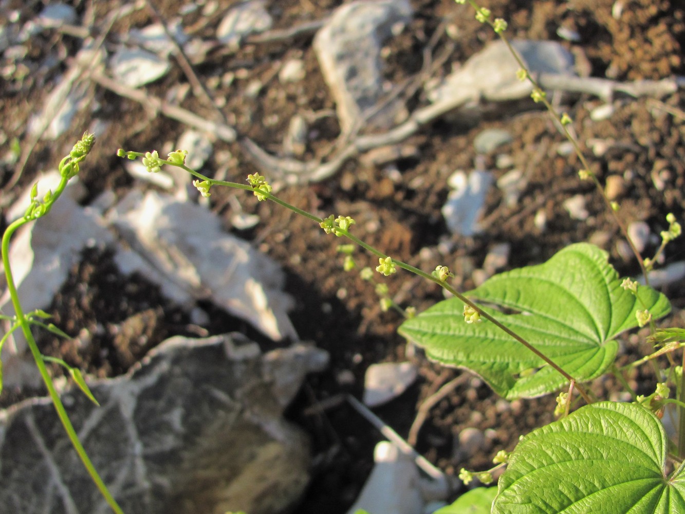 Изображение особи Dioscorea caucasica.