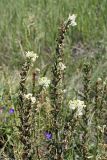 Pedicularis dolichorrhiza. Верхушки отцветающих растений. Южный Казахстан, Таласский Алатау, ущелье Коксай, горный луг.