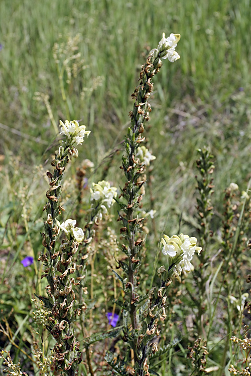 Изображение особи Pedicularis dolichorrhiza.