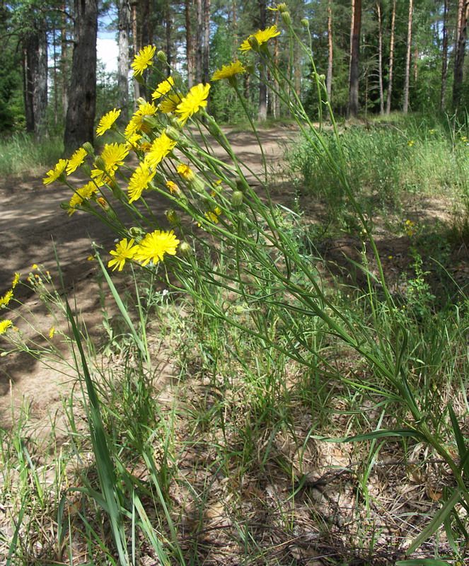 Изображение особи Crepis tectorum.