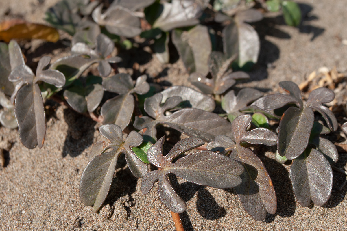 Image of Ipomoea imperati specimen.