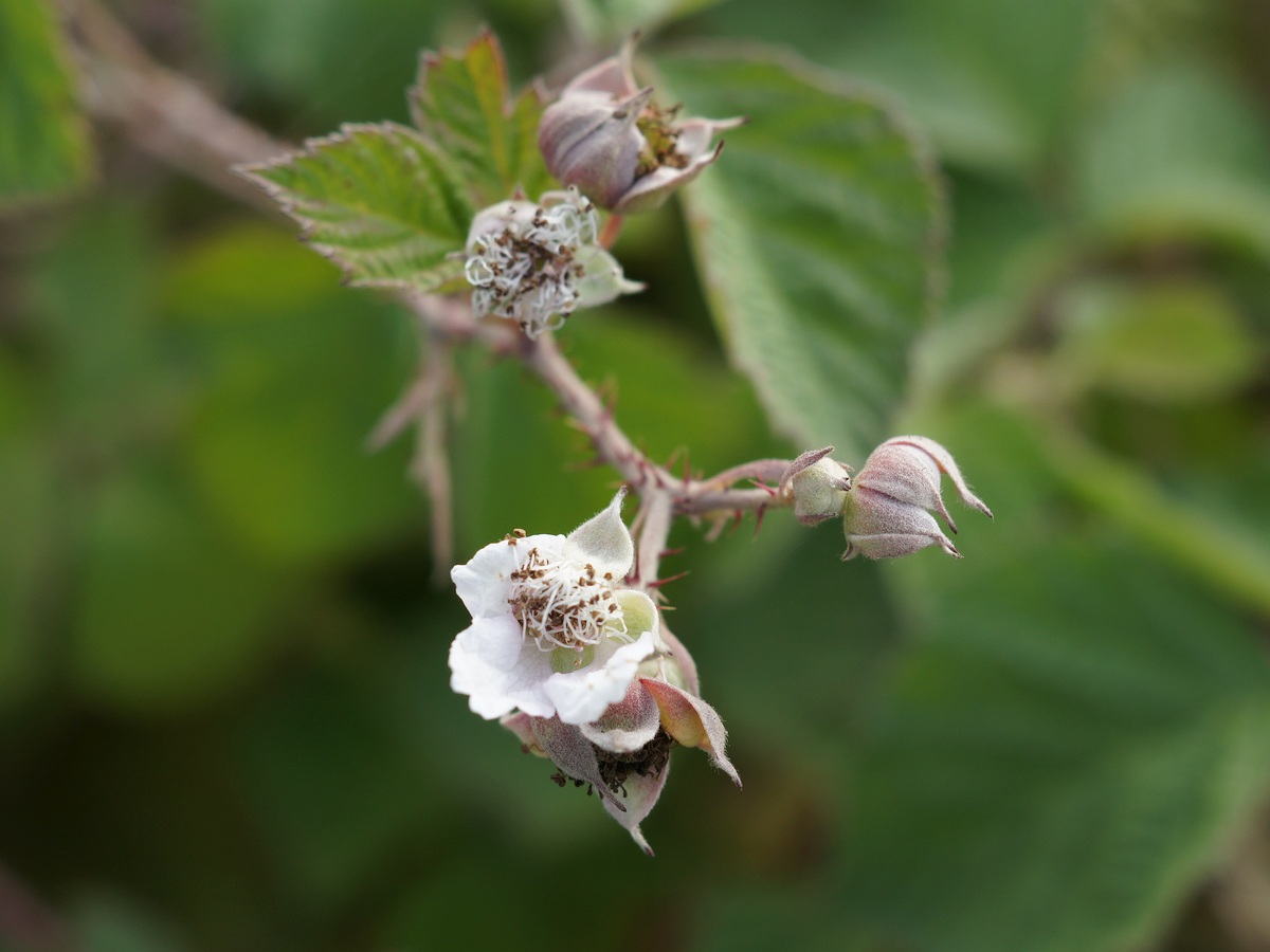 Изображение особи род Rubus.