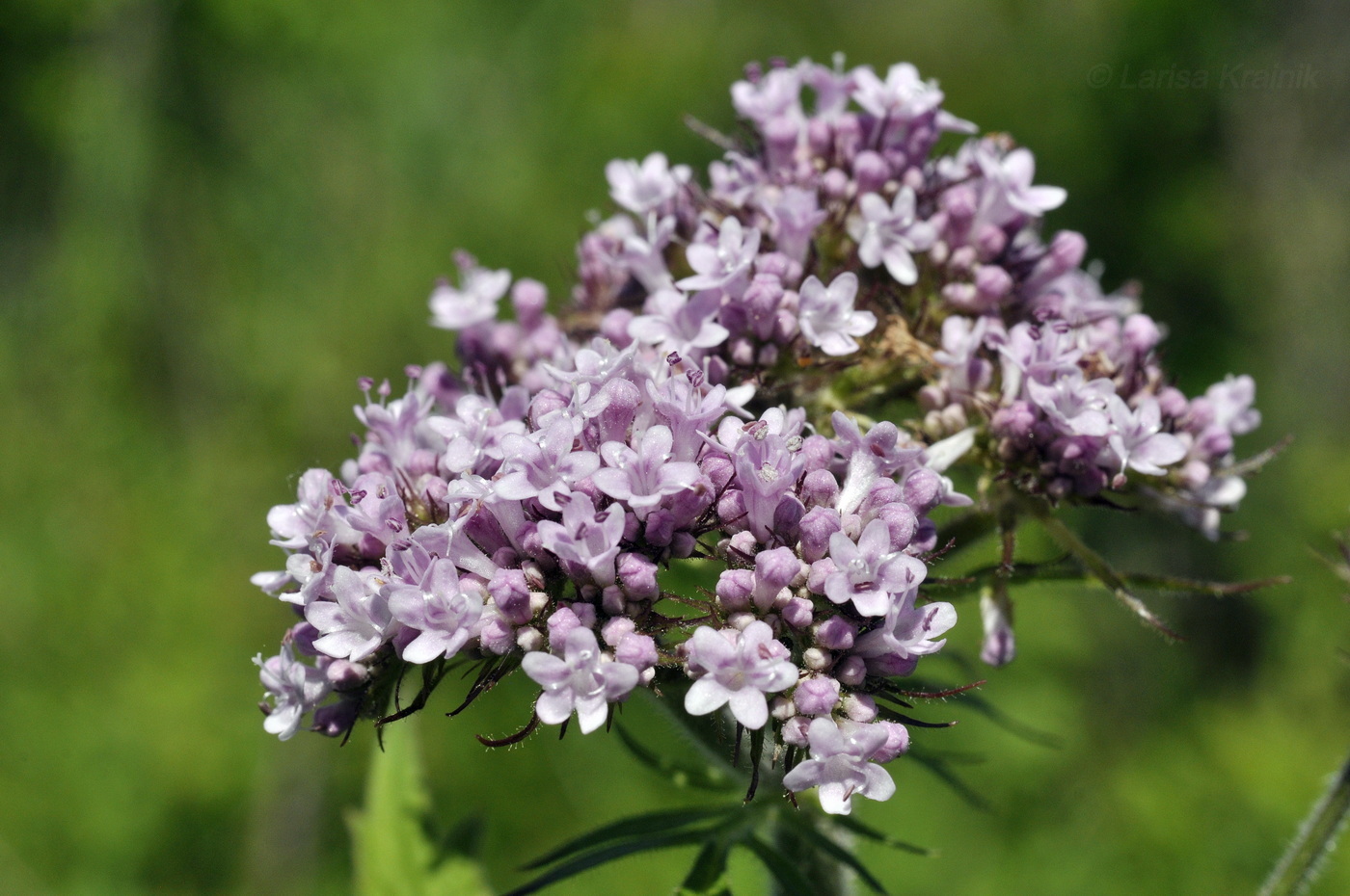 Изображение особи Valeriana amurensis.