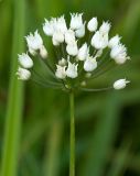 род Allium