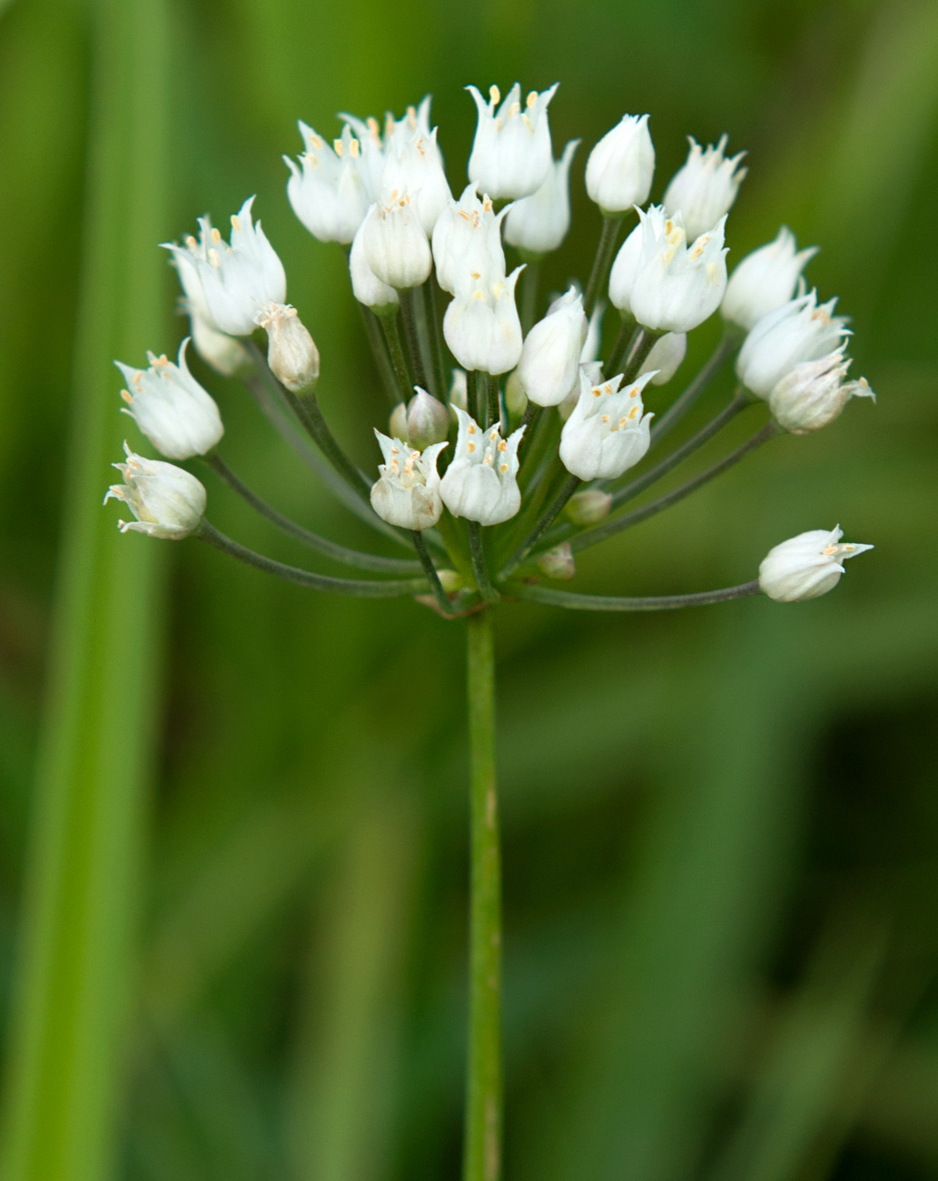 Image of genus Allium specimen.