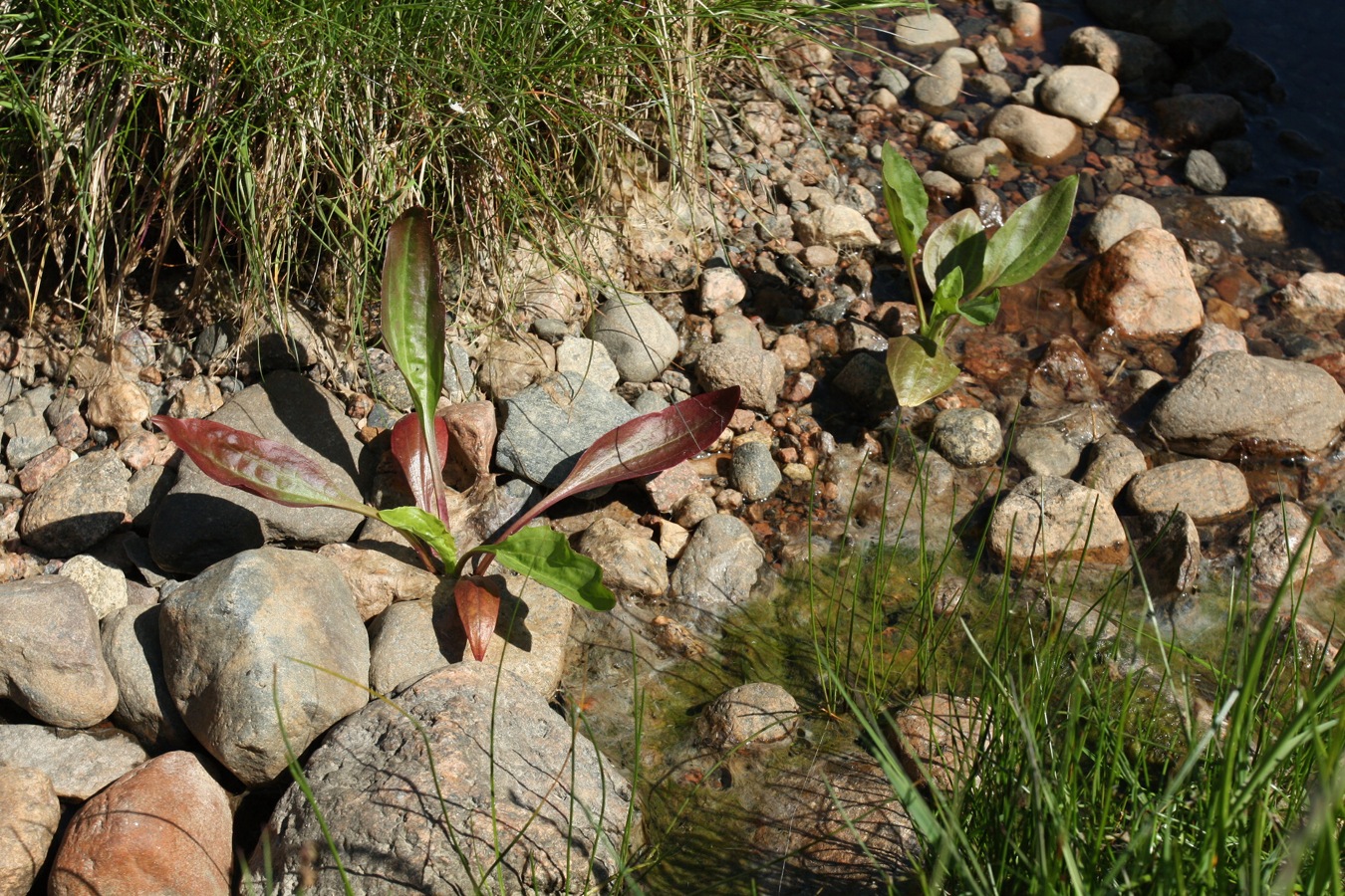 Image of Plantago winteri specimen.