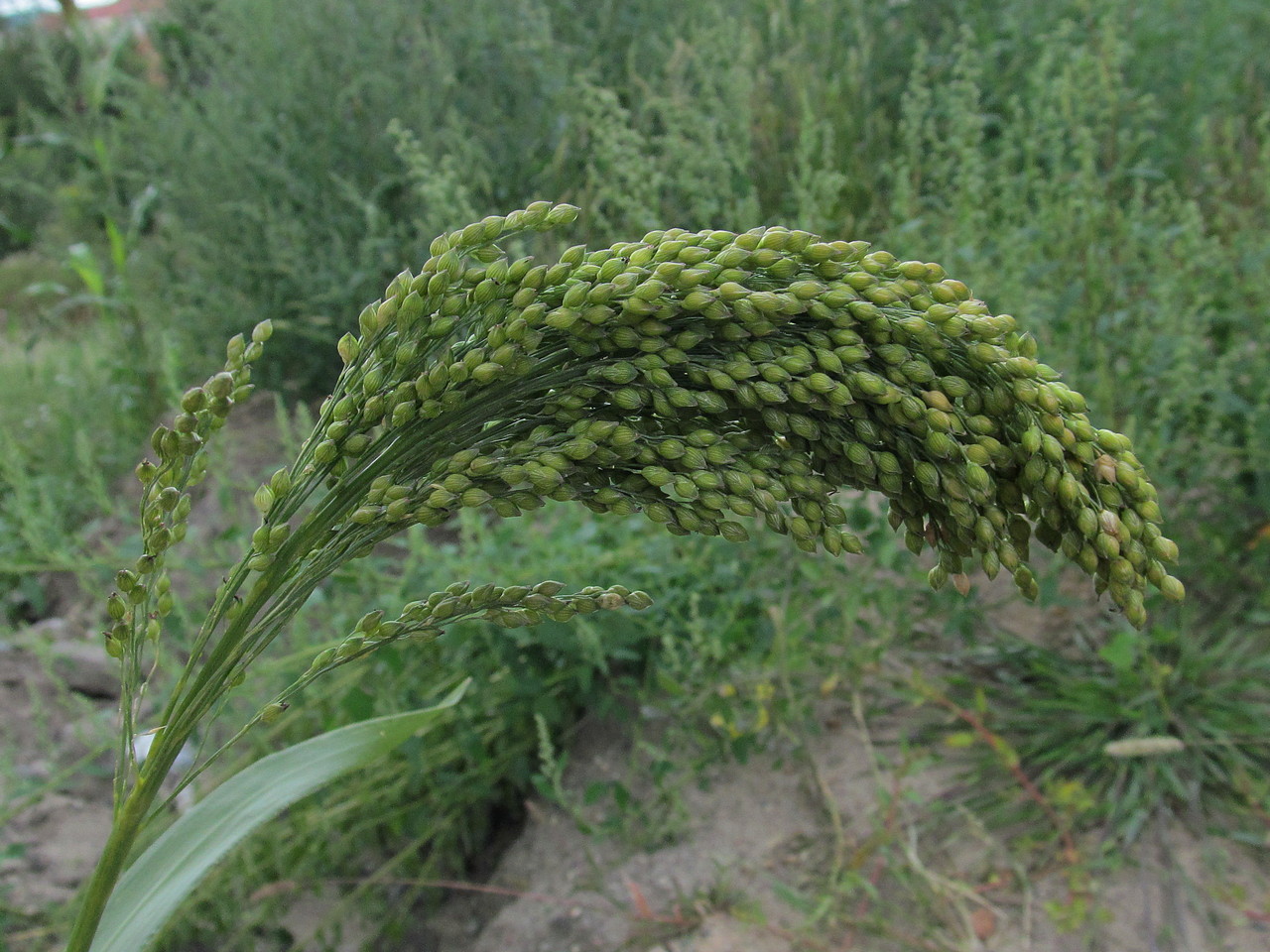 Image of Panicum miliaceum specimen.