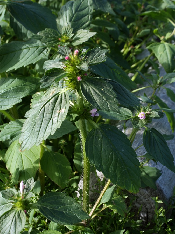 Изображение особи Galeopsis tetrahit.