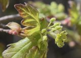 Acer campestre. Соцветие с цветком и бутонами и фрагменты листьев. Испания, Каталония, пров. Жирона, комарка Альт-Эмпорда, муниципалитет Альбанья, окр. руин Monestir de sant Llorenç de Sous, 855 м н.у.м., поросшее лиственными породами деревьев микропонижение на пологом плато. 10.04.2023.
