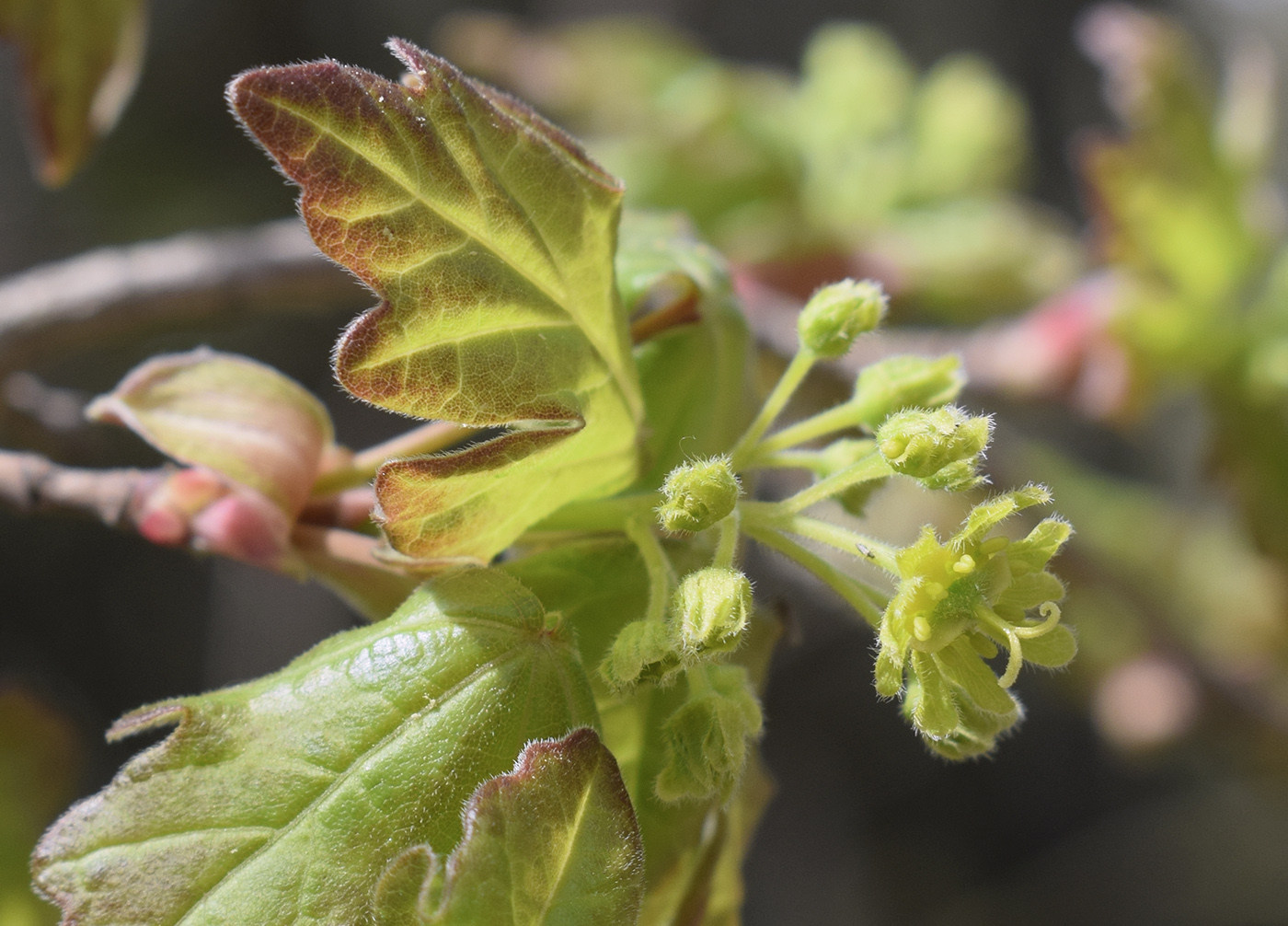Image of Acer campestre specimen.