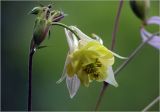 Aquilegia vulgaris